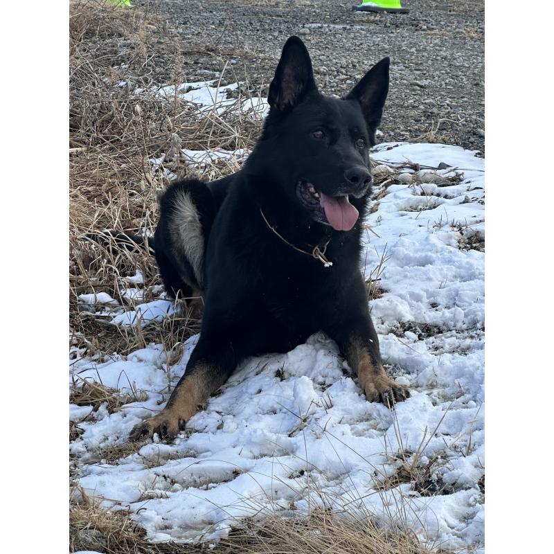 犬舎紹介の宮城県の犬舎紹介-2256の5枚目