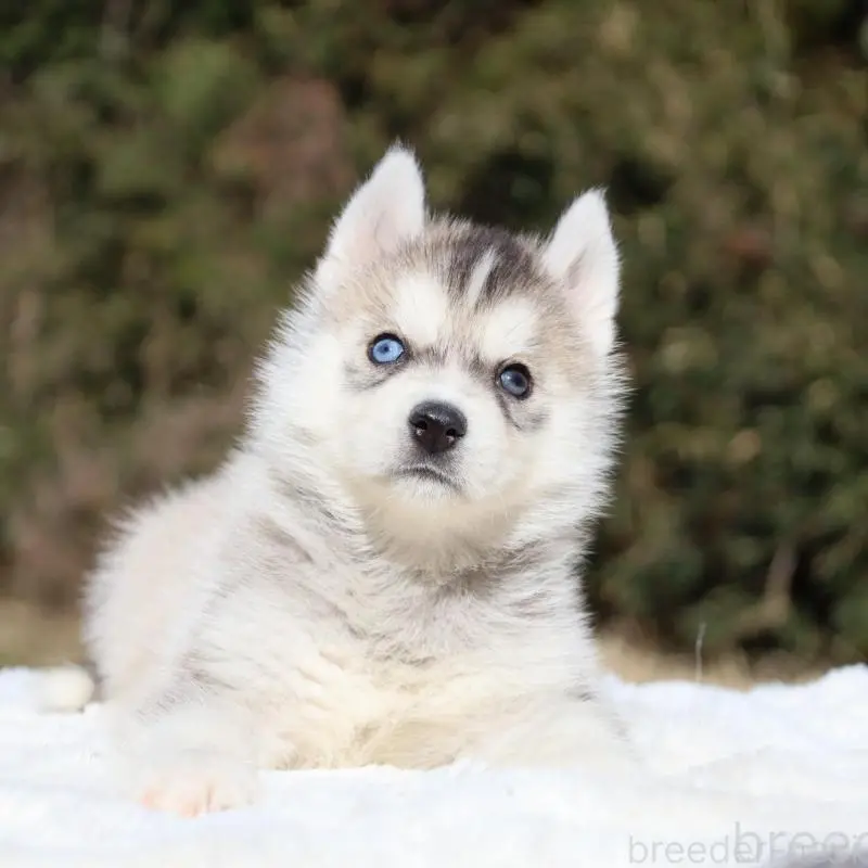 ♀︎シベリアンハスキー