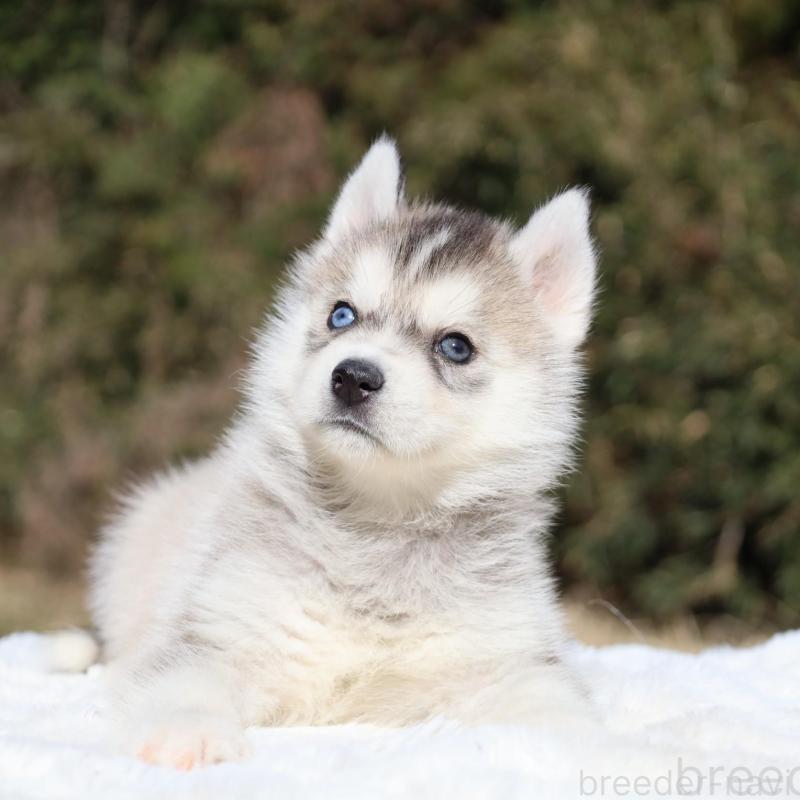 販売中の栃木県のシベリアンハスキー-453452の7枚目