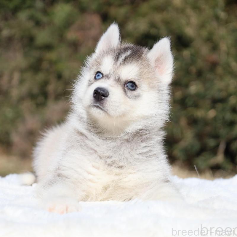 販売中の栃木県のシベリアンハスキー-453452の6枚目