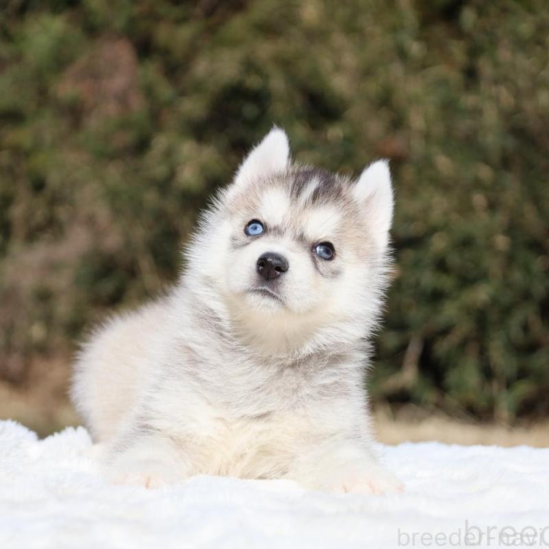 販売中の栃木県のシベリアンハスキー-453452の5枚目