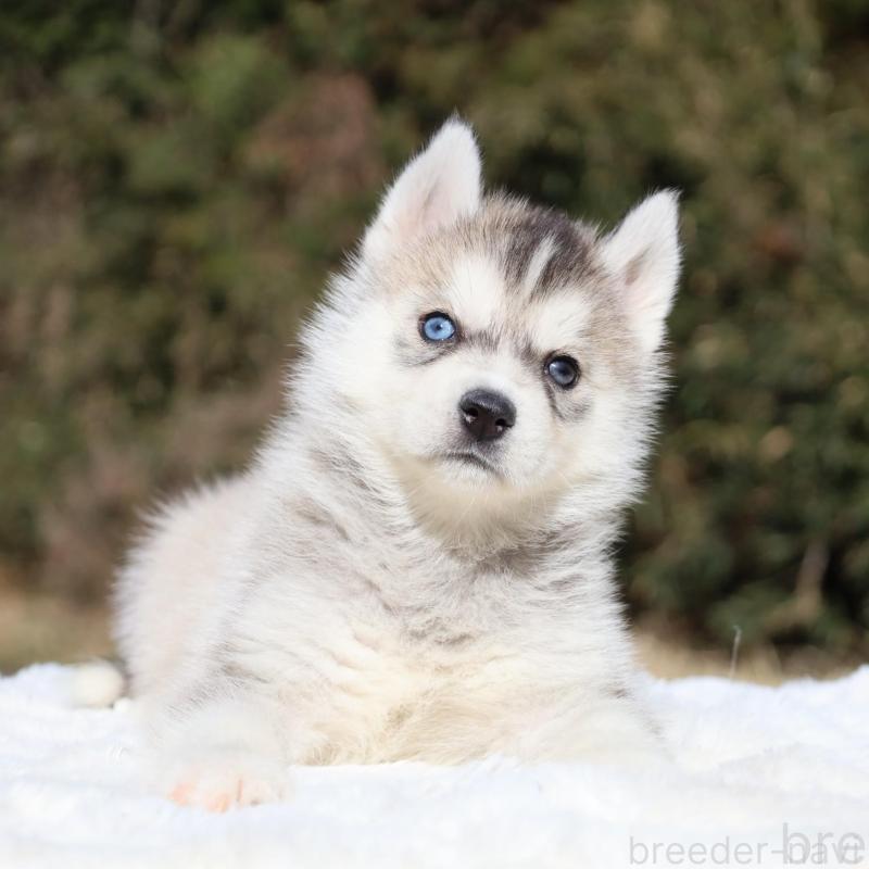 販売中の栃木県のシベリアンハスキー-453452の4枚目