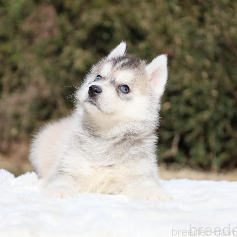 販売中の栃木県のシベリアンハスキー-453452の3枚目