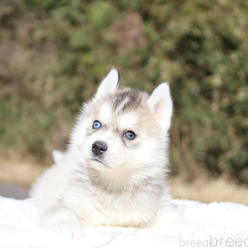 販売中の栃木県のシベリアンハスキー-453452の2枚目