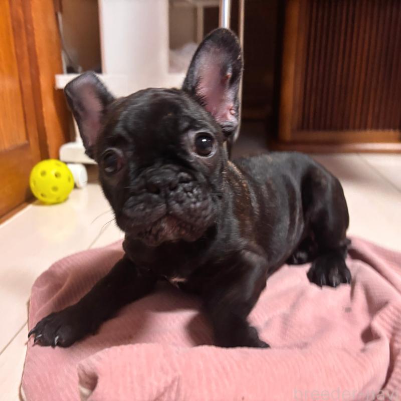 販売中の三重県のフレンチブルドッグ-437160