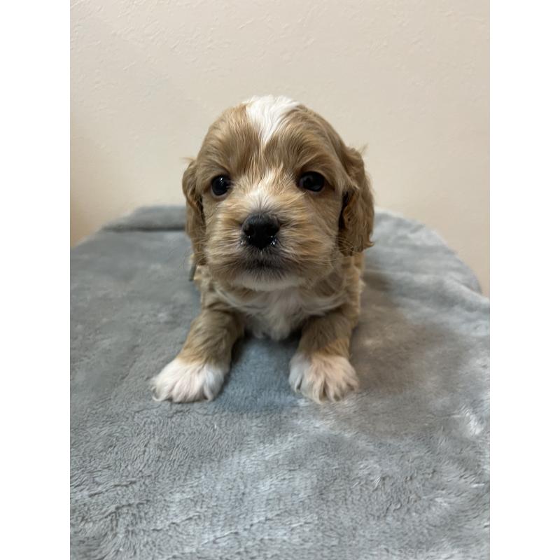 販売中の埼玉県のミックス犬-453453の7枚目