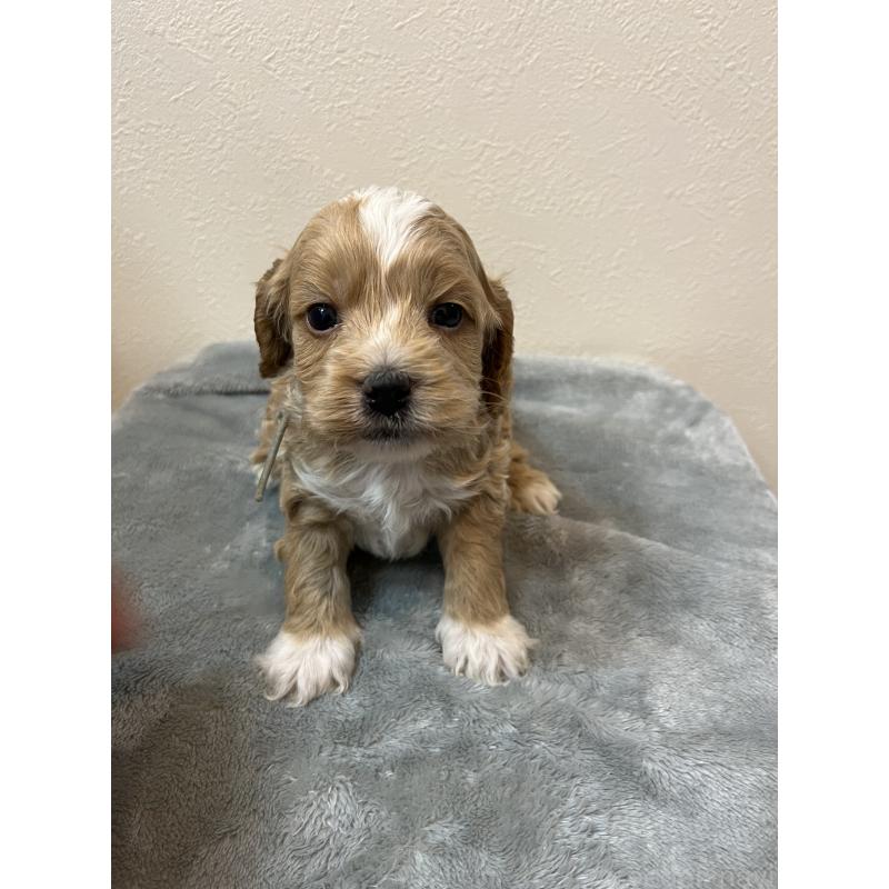 販売中の埼玉県のミックス犬-453453の5枚目