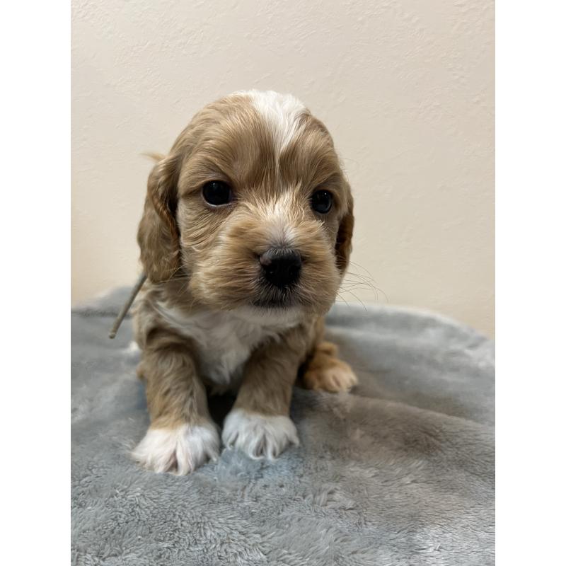 販売中の埼玉県のミックス犬-453453の4枚目