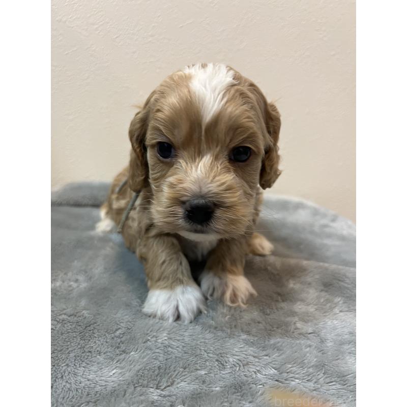 販売中の埼玉県のミックス犬-453453の3枚目