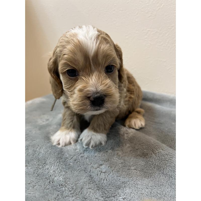 販売中の埼玉県のミックス犬-453453の2枚目