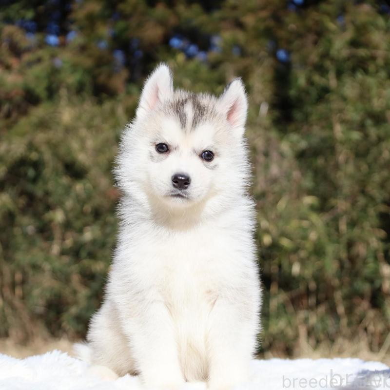 販売中の栃木県のシベリアンハスキー-453454の12枚目