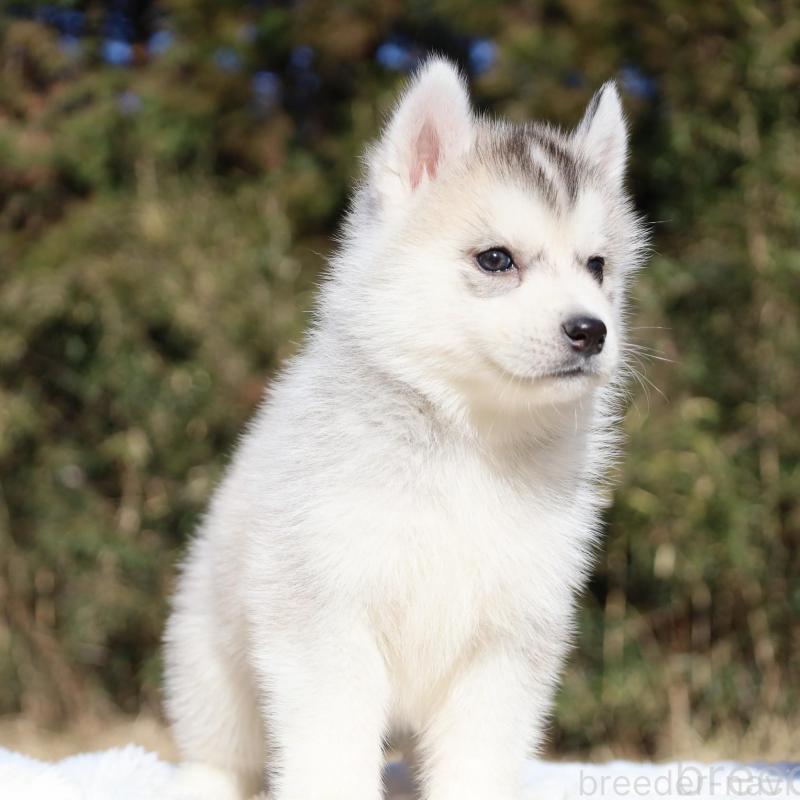 販売中の栃木県のシベリアンハスキー-453454の11枚目