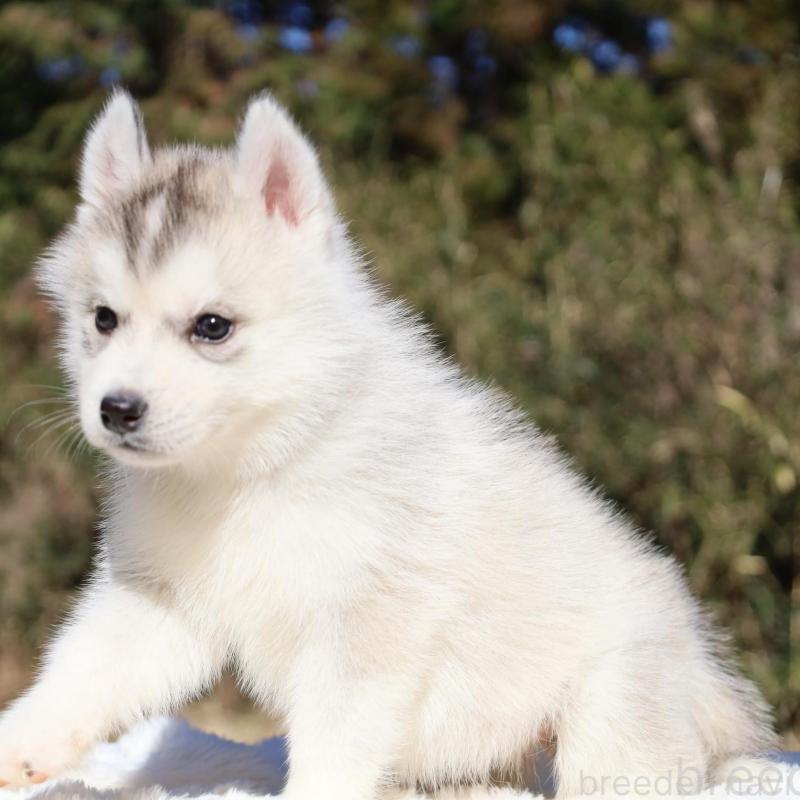 販売中の栃木県のシベリアンハスキー-453454の10枚目