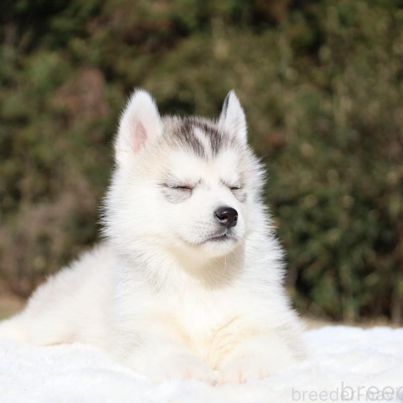 販売中の栃木県のシベリアンハスキー-453454の8枚目