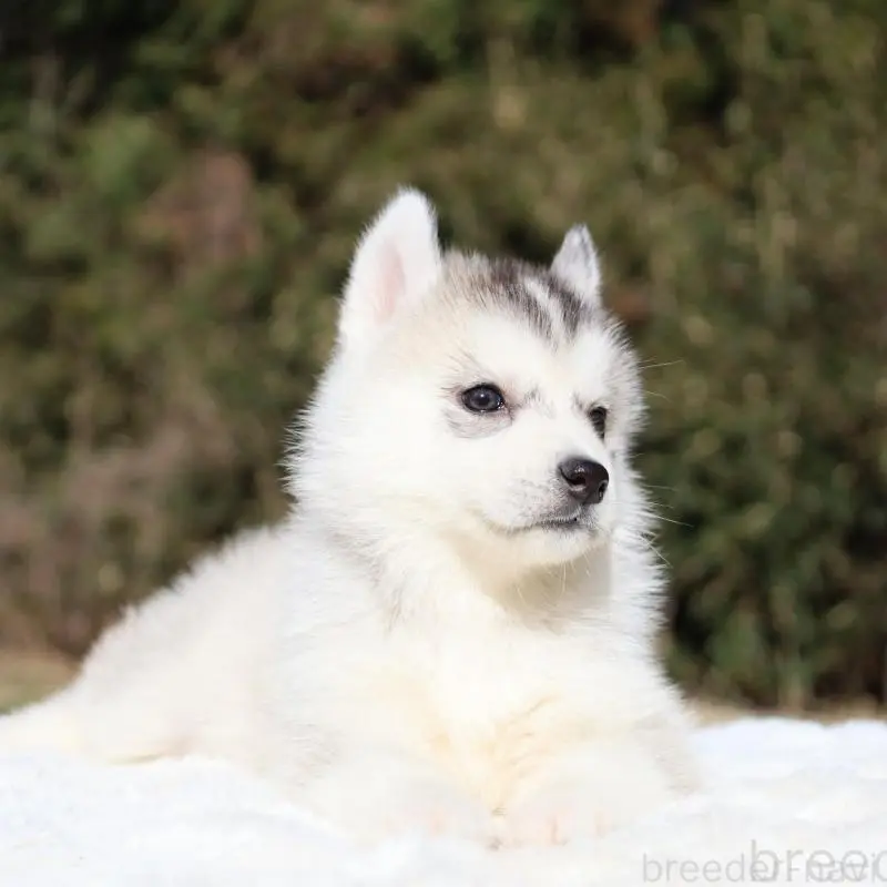 販売中の栃木県のシベリアンハスキー-453454の7枚目