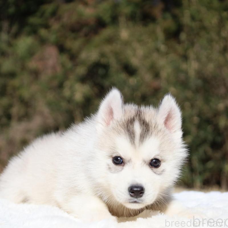 販売中の栃木県のシベリアンハスキー-453454の6枚目