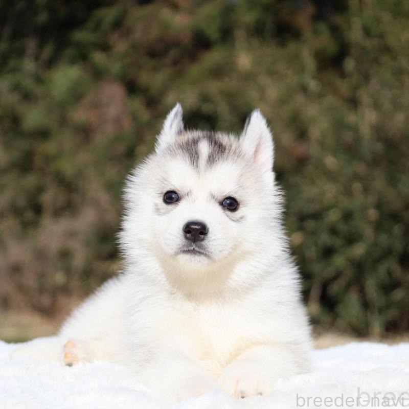 販売中の栃木県のシベリアンハスキー-453454の5枚目