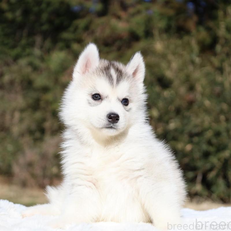 販売中の栃木県のシベリアンハスキー-453454の4枚目