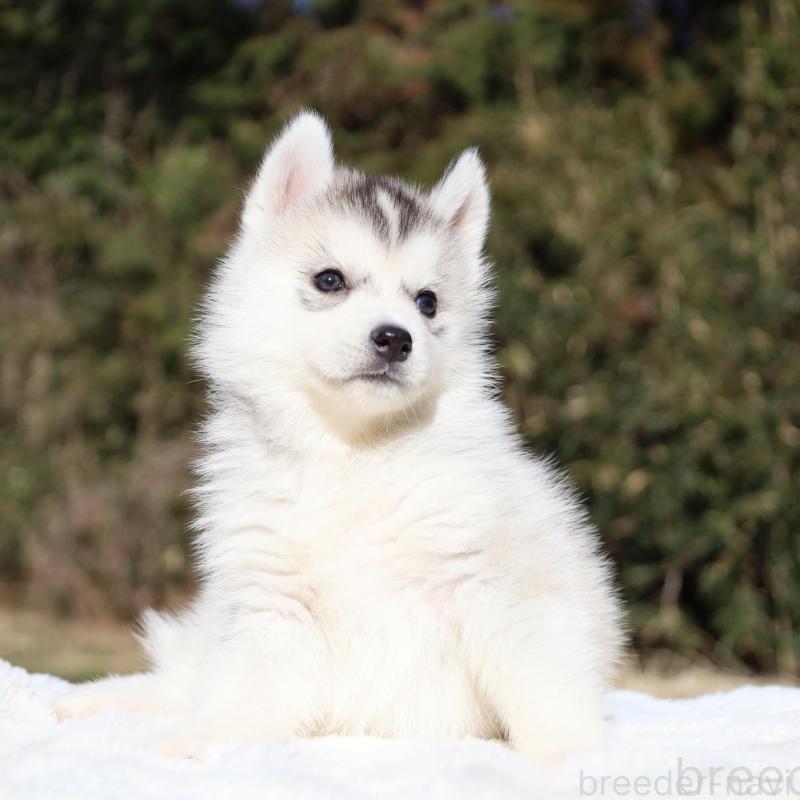 販売中の栃木県のシベリアンハスキー-453454の3枚目