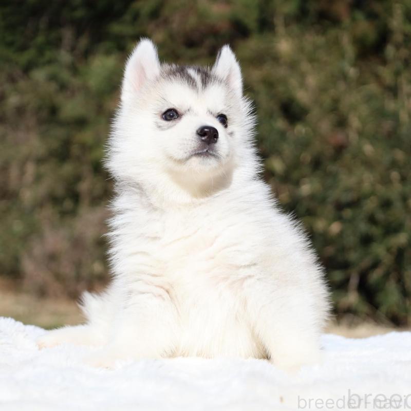 販売中の栃木県のシベリアンハスキー-453454の2枚目