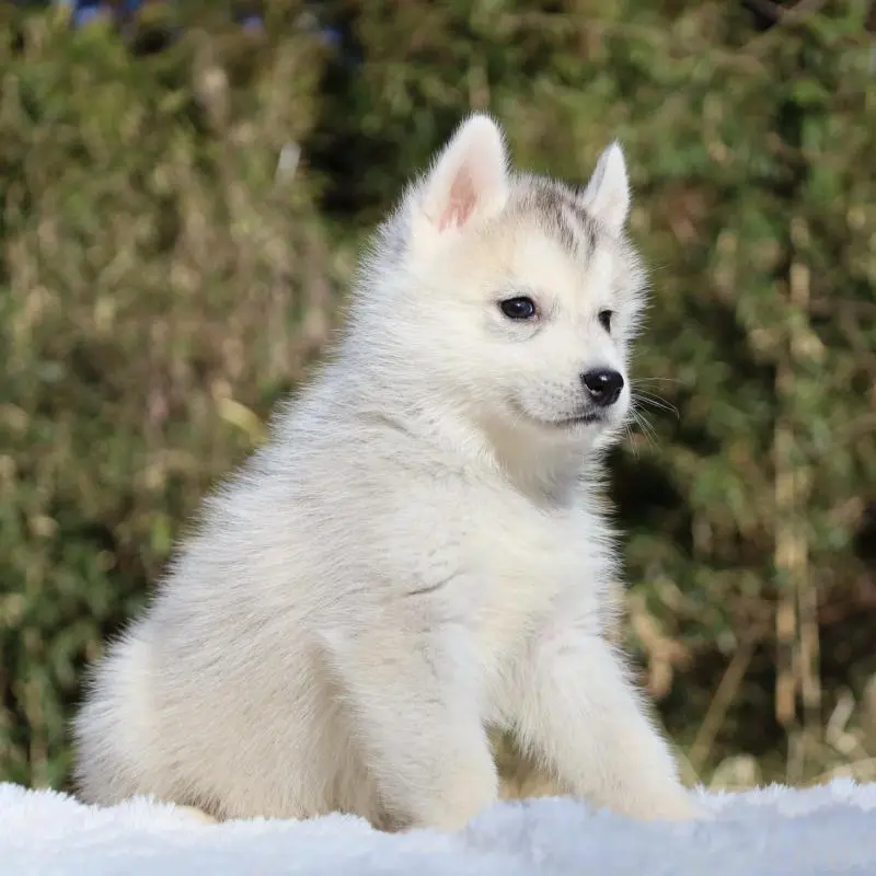 販売中の栃木県のシベリアンハスキー-453455の11枚目