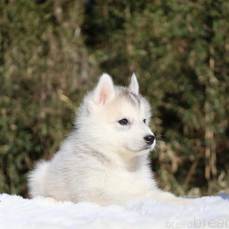 販売中の栃木県のシベリアンハスキー-453455の10枚目