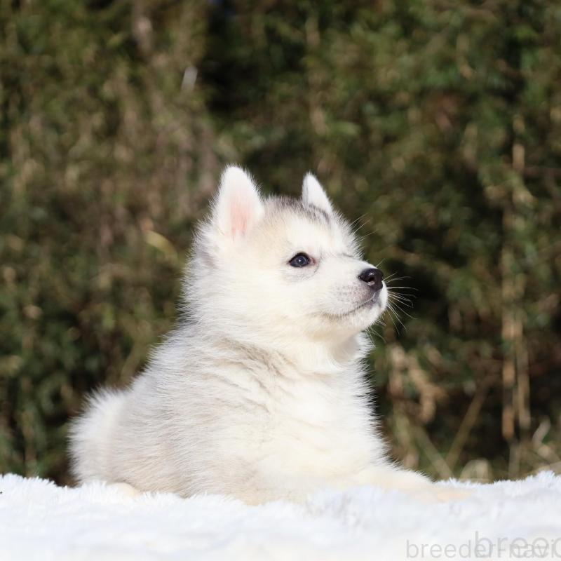 販売中の栃木県のシベリアンハスキー-453455の9枚目