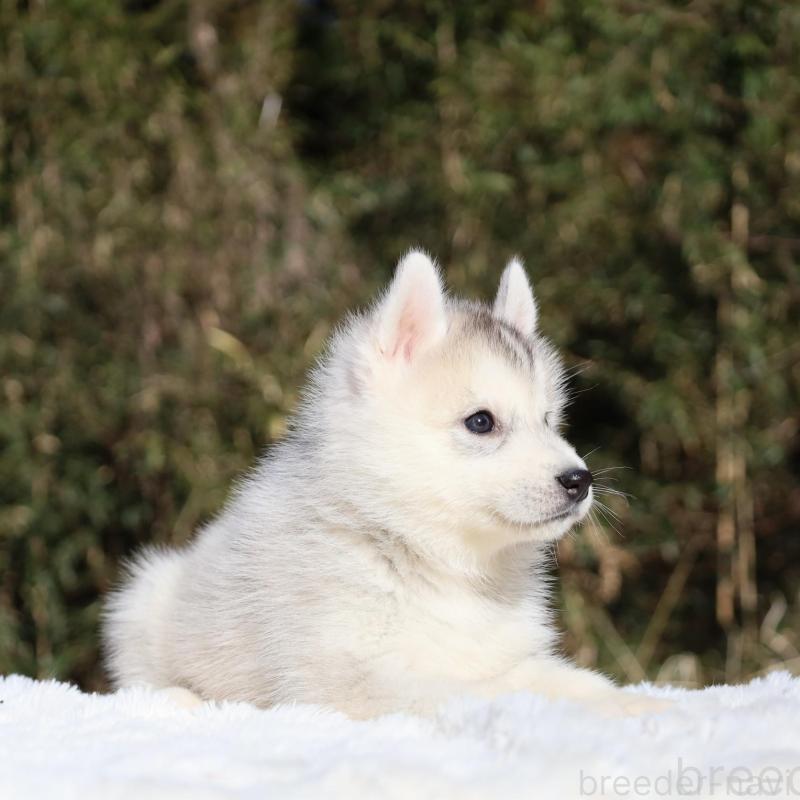 販売中の栃木県のシベリアンハスキー-453455の8枚目