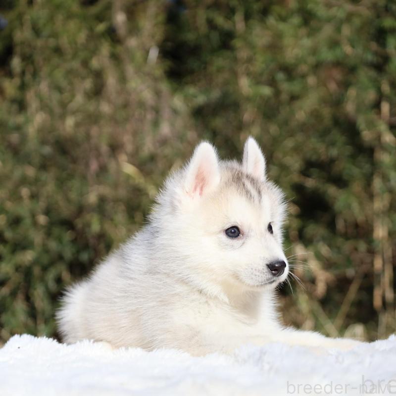販売中の栃木県のシベリアンハスキー-453455の7枚目