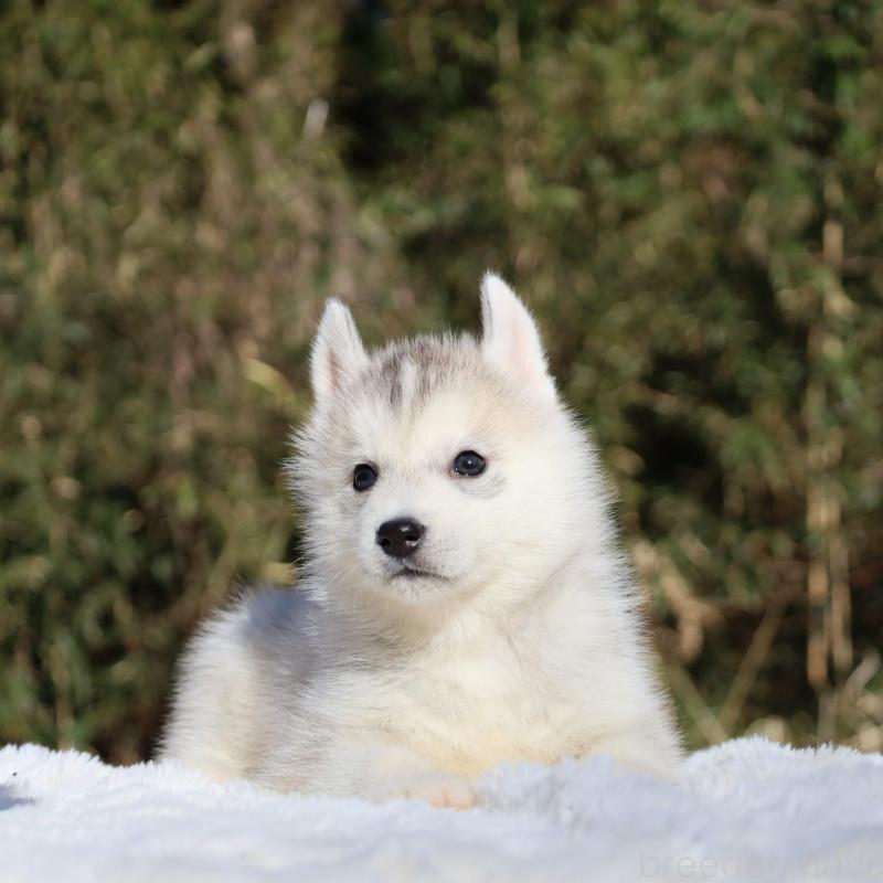 販売中の栃木県のシベリアンハスキー-453455の6枚目