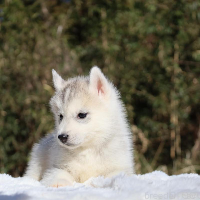 販売中の栃木県のシベリアンハスキー-453455の5枚目