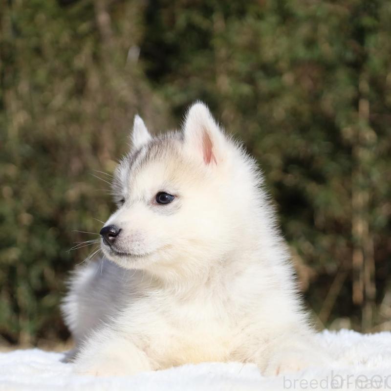 販売中の栃木県のシベリアンハスキー-453455の4枚目