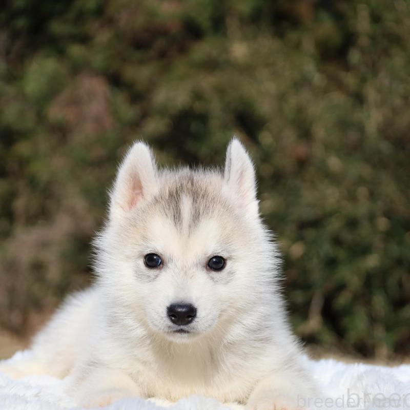 販売中の栃木県のシベリアンハスキー-453455の3枚目