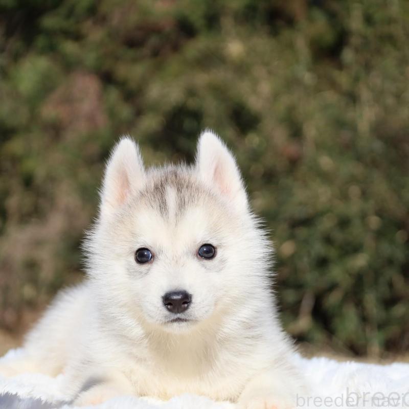 販売中の栃木県のシベリアンハスキー-453455の2枚目