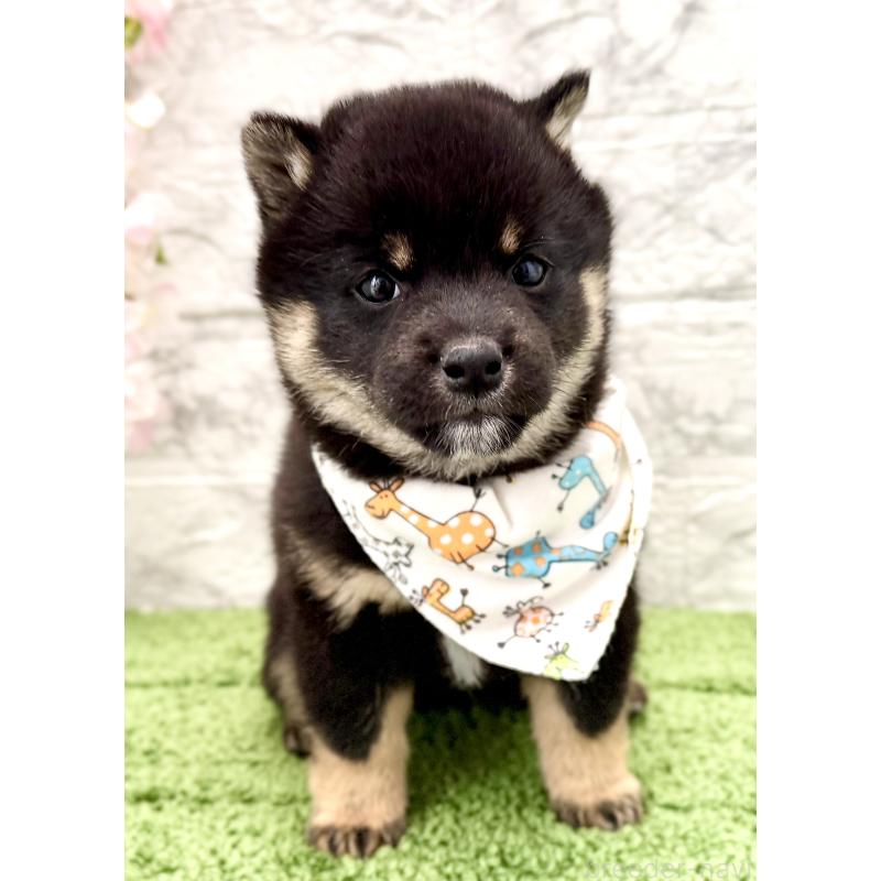 販売中の埼玉県の豆柴-450101の7枚目