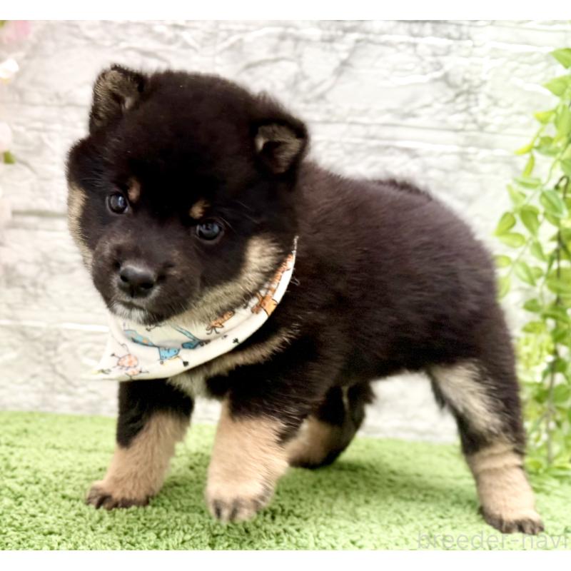 販売中の埼玉県の豆柴-450101の5枚目