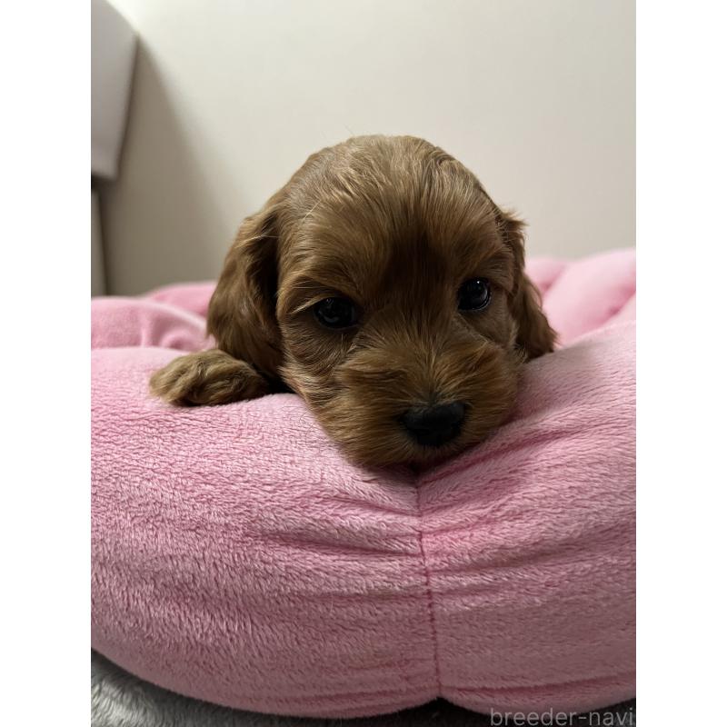 販売中の埼玉県のミックス犬-453456の3枚目