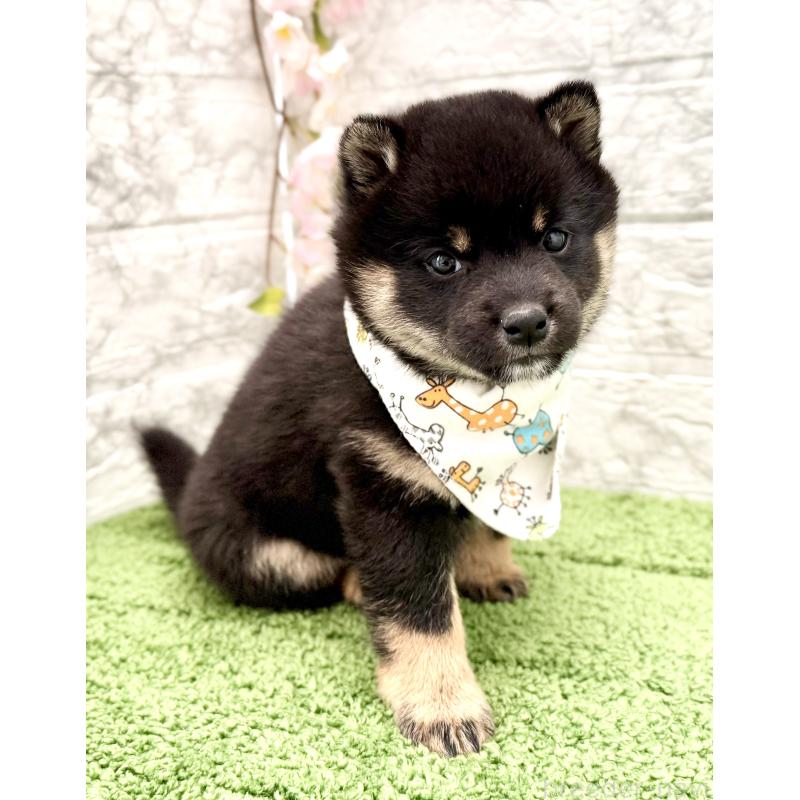 販売中の埼玉県の豆柴-450101の4枚目