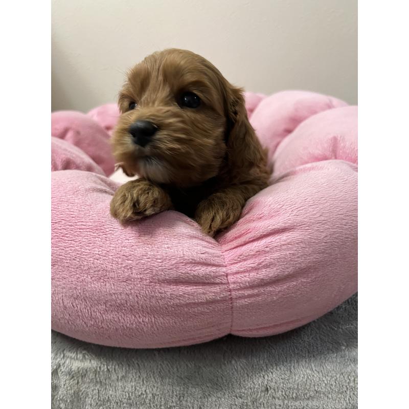 販売中の埼玉県のミックス犬-453456の2枚目