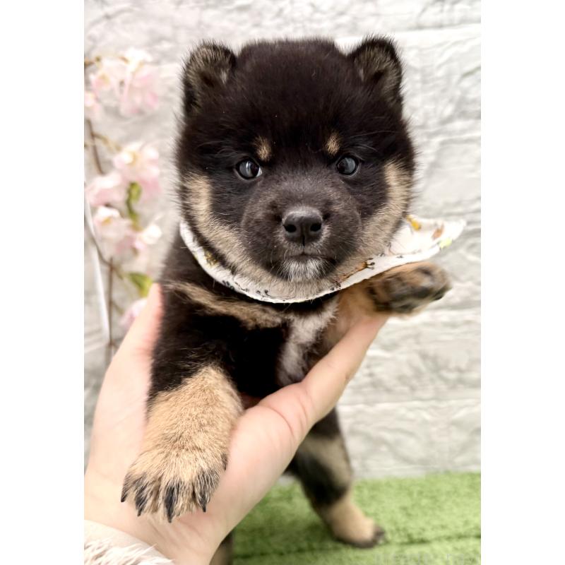 販売中の埼玉県の豆柴-450101の3枚目