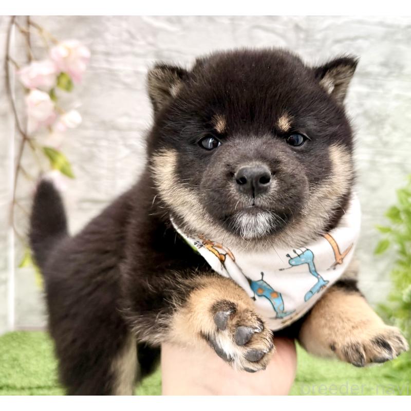 販売中の埼玉県の豆柴-450101の2枚目