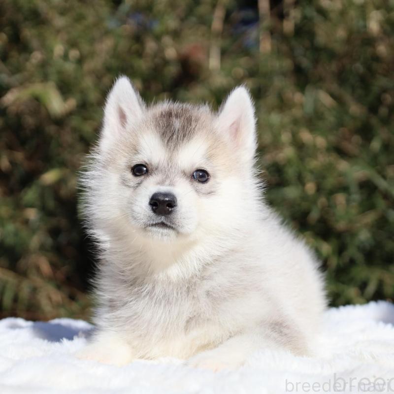 販売中の栃木県のシベリアンハスキー-453457の9枚目