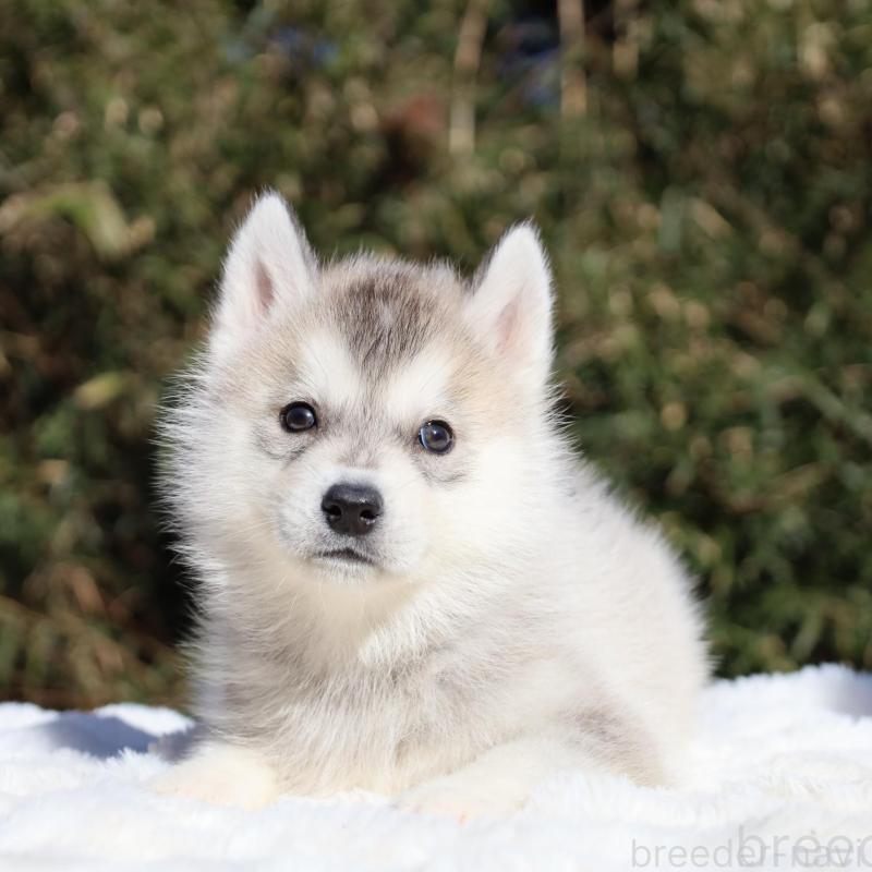 販売中の栃木県のシベリアンハスキー-453457の8枚目