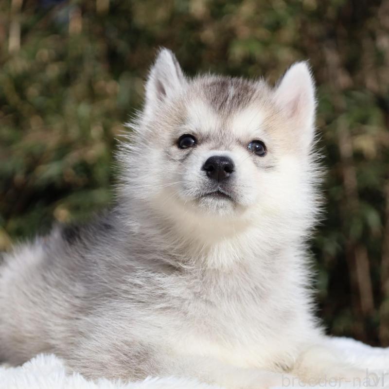 販売中の栃木県のシベリアンハスキー-453457の7枚目