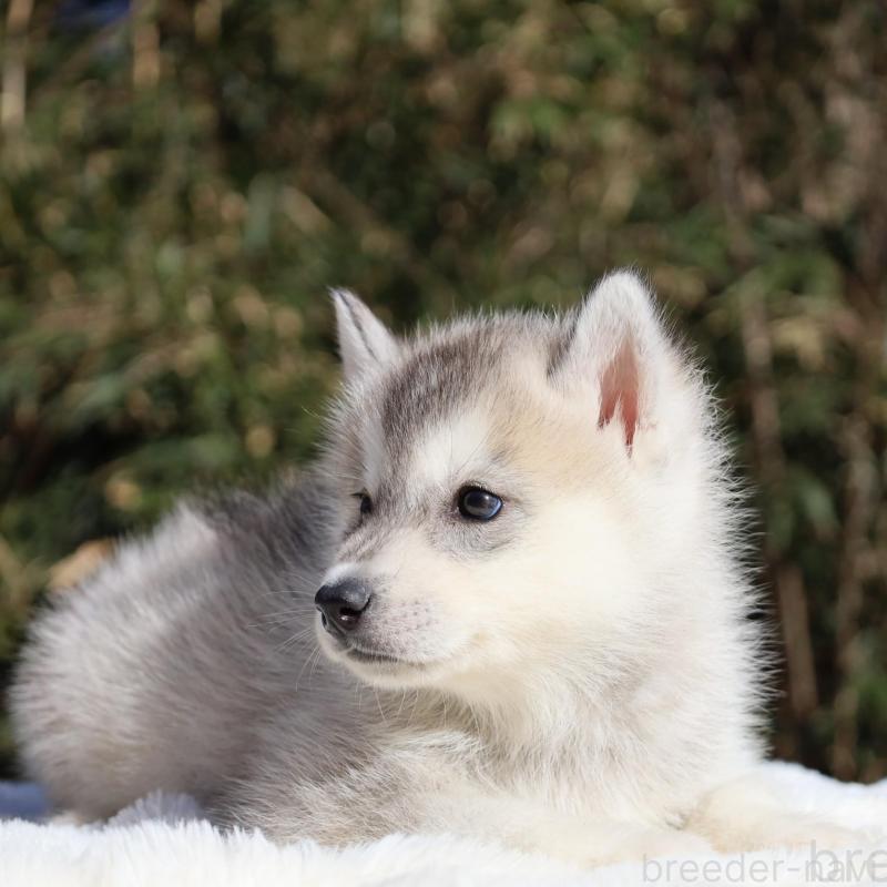 販売中の栃木県のシベリアンハスキー-453457の4枚目