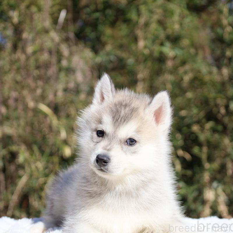 販売中の栃木県のシベリアンハスキー-453457の3枚目