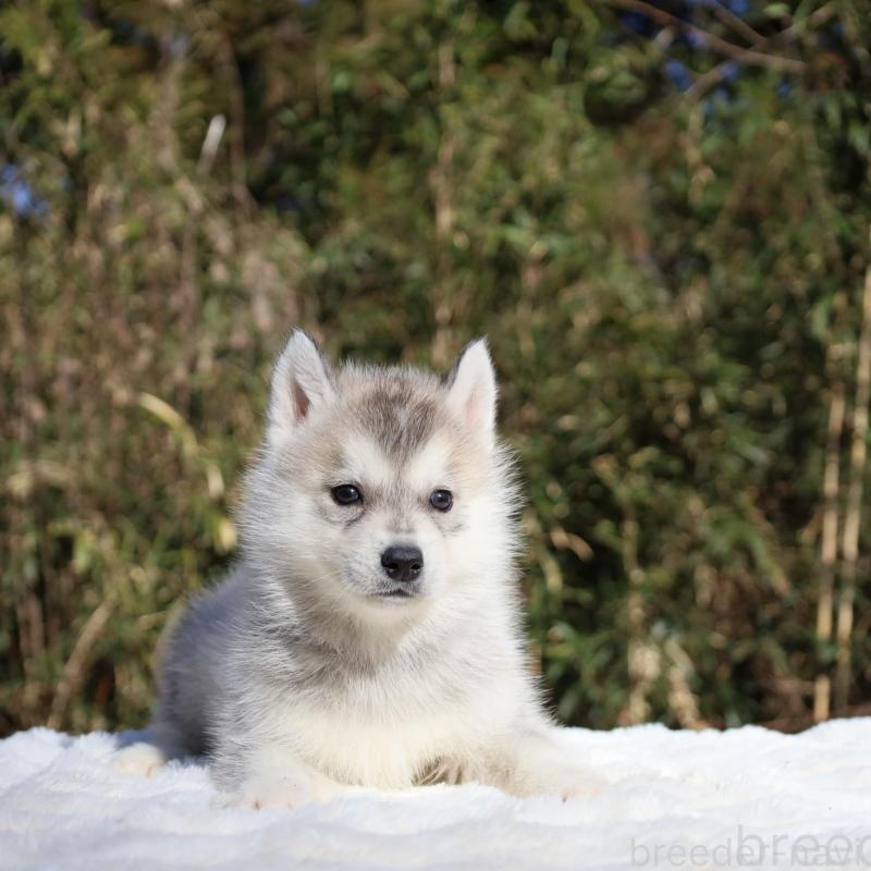 販売中の栃木県のシベリアンハスキー-453457の2枚目
