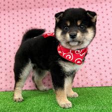 オンライン見学