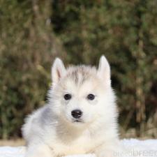 ♀︎シベリアンハスキー