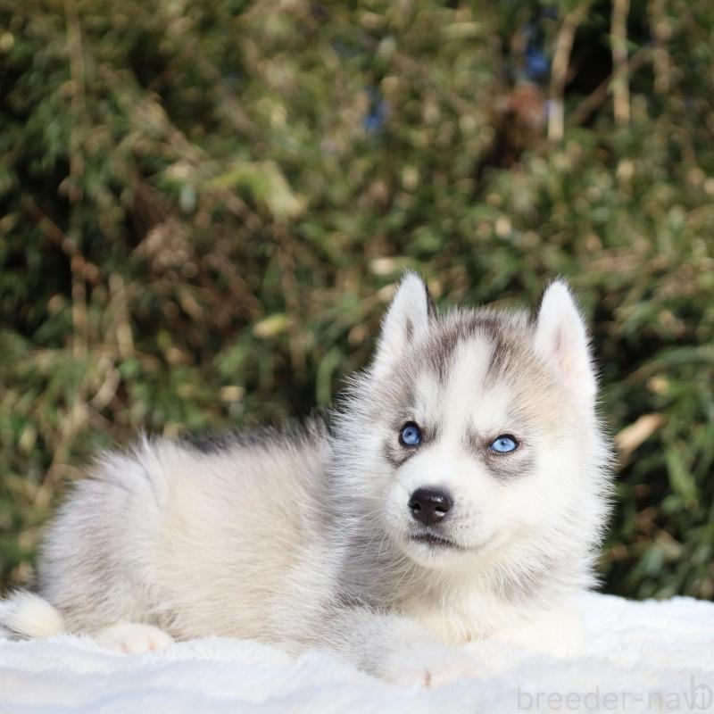 販売中の栃木県のシベリアンハスキー-453458の9枚目